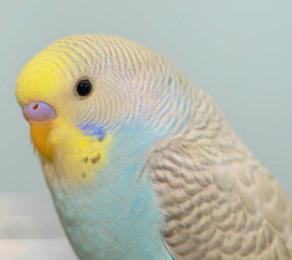 鹦鹉怎么分辨公母