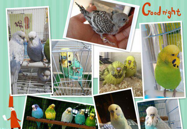 鹦鹉怎么分辨公母