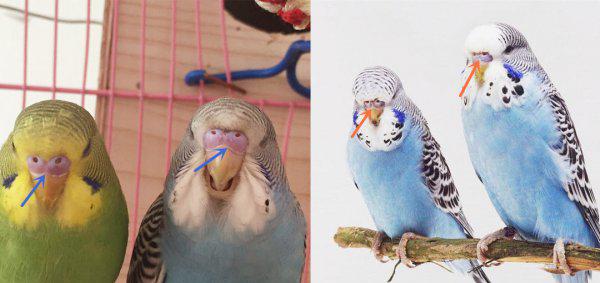 鹦鹉怎么分辨公母