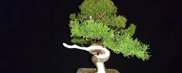 真柏的种植养护方法