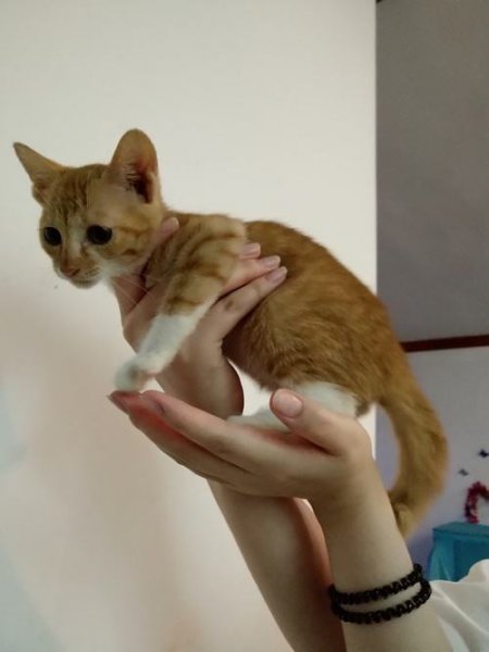 踏雪猫有什么特点