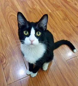 踏雪猫有什么特点