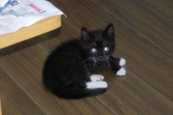 踏雪猫有什么特点