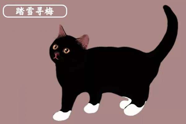 踏雪猫有什么特点