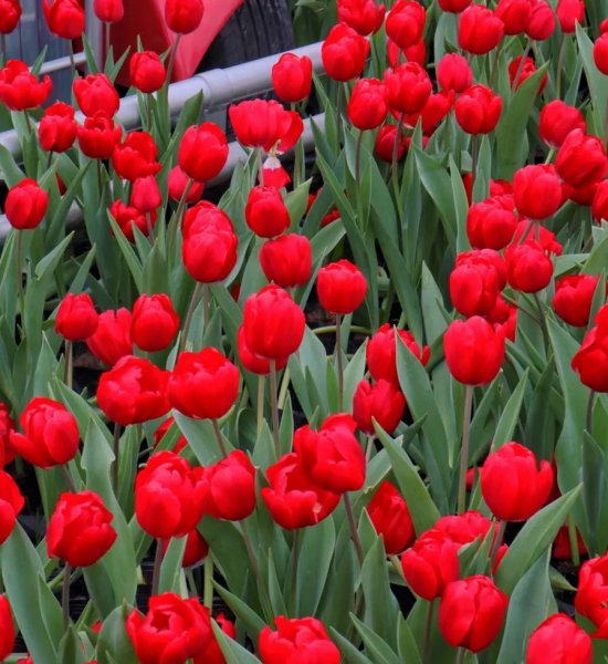 适合送朋友的花及花语