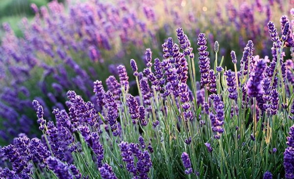 适合送朋友的花及花语