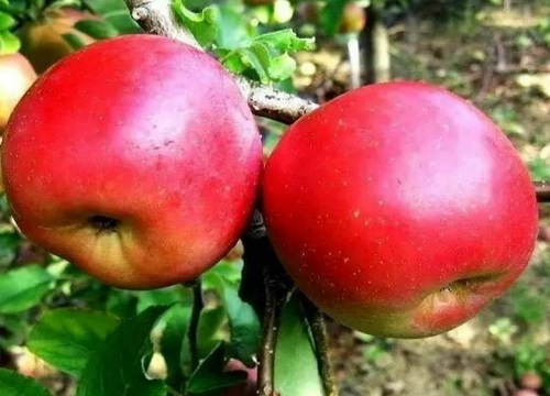 苹果树的施肥时期特点和肥料种类