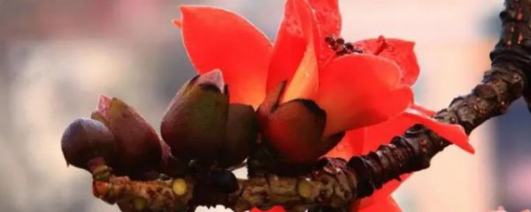 新鲜木棉花食用方法