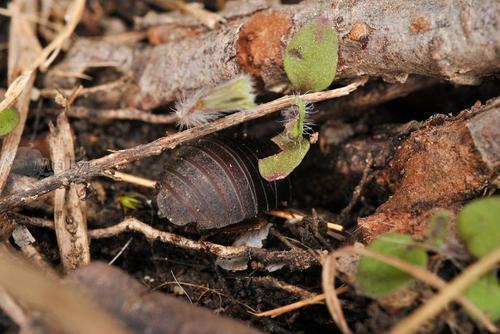 土里面有虫子怎么去除