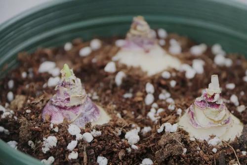 土里面有虫子怎么去除