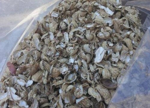 花生壳养护兰花靠不靠谱？养护方法？