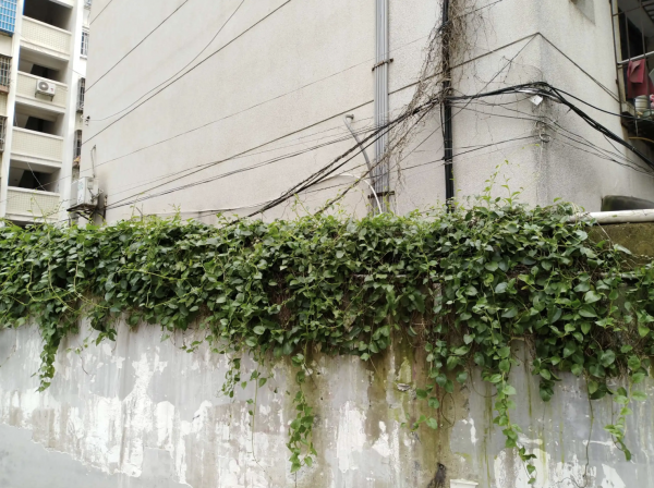 云南白药植物长什么样子图片