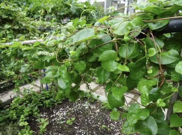 云南白药植物长什么样子图片