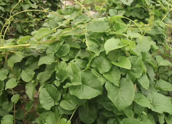 云南白药植物长什么样子图片