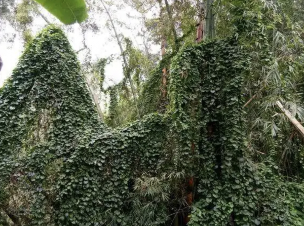 云南白药植物长什么样子图片