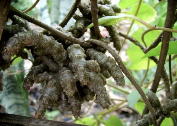 云南白药植物长什么样子图片