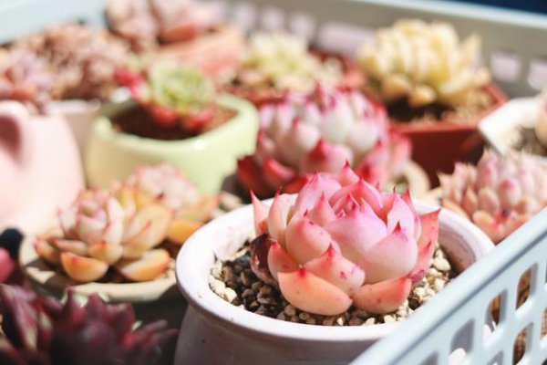 多肉用赤玉土好还是泥炭土好