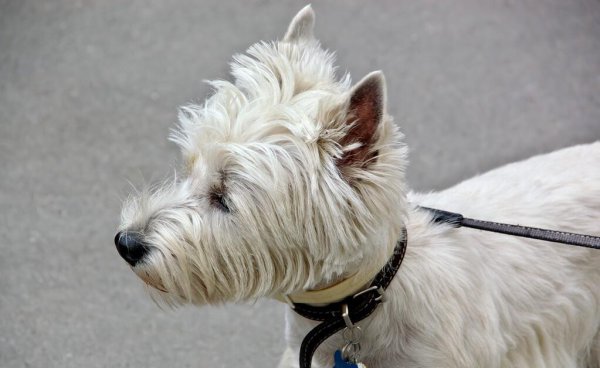 狗狗牵引绳怎么套