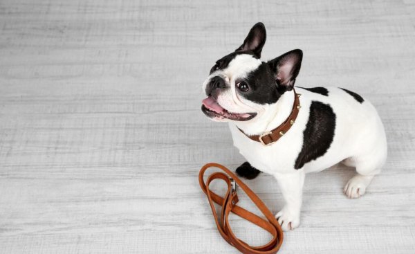 狗狗牵引绳怎么套