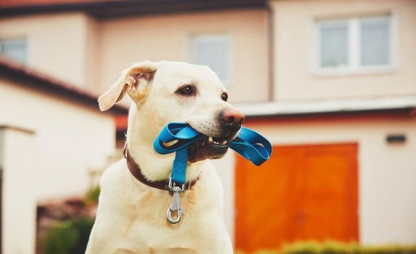 狗狗牵引绳怎么套