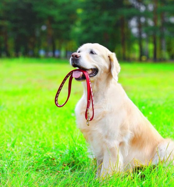 狗狗牵引绳怎么套