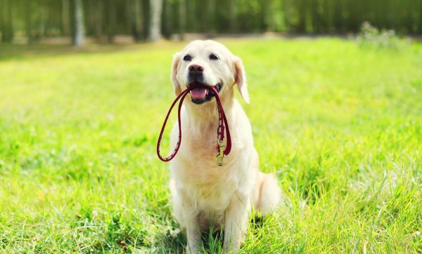 狗狗牵引绳怎么套