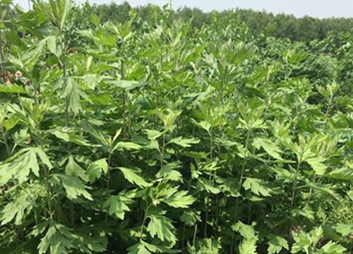 地蕲草生长在什么地方