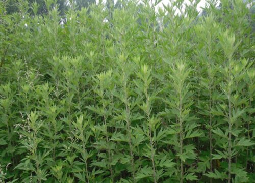 地蕲草生长在什么地方