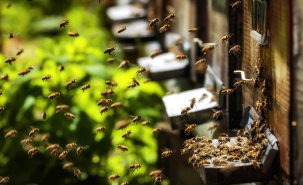 为什么蜜蜂有辨认方向的能力