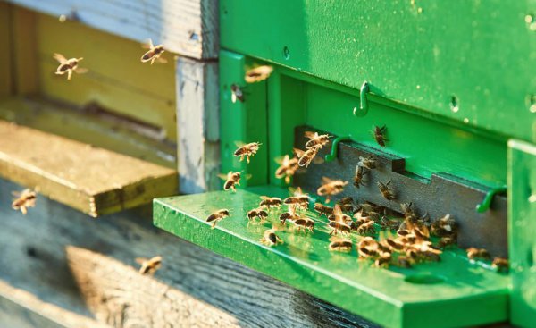 为什么蜜蜂有辨认方向的能力