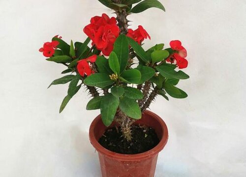 虎刺梅怎么养护一年四季都可以开花