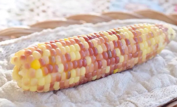 鲜玉米直接冷冻还是煮熟冷冻