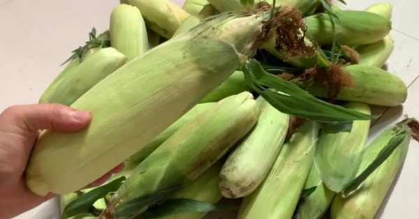 鲜玉米直接冷冻还是煮熟冷冻