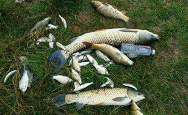 钓鱼什么时候最好钓