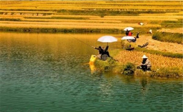 钓鱼什么时候最好钓