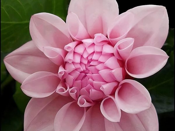 天秤女喜欢一个人的表现准到爆