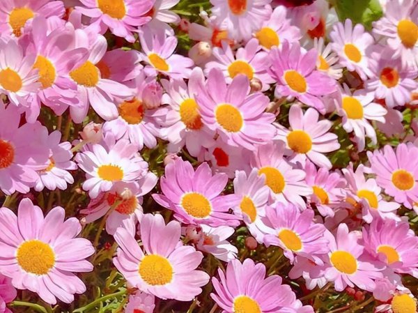 天秤女喜欢一个人的表现准到爆