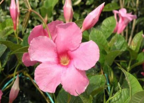 双喜藤花期是什么时候