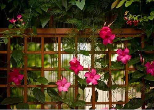 双喜藤花期是什么时候