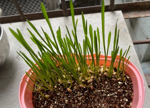 猫草有什么作用