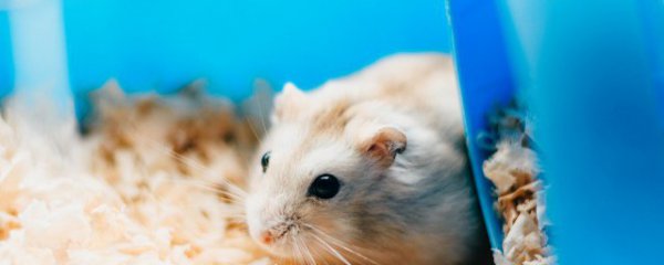 刺猬和仓鼠能一起养吗