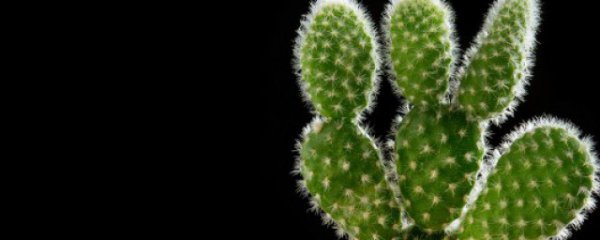 还没有刺小仙人掌怎么养才长得好