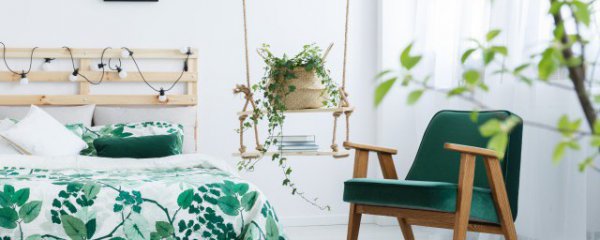 适合北方的盆栽有哪些