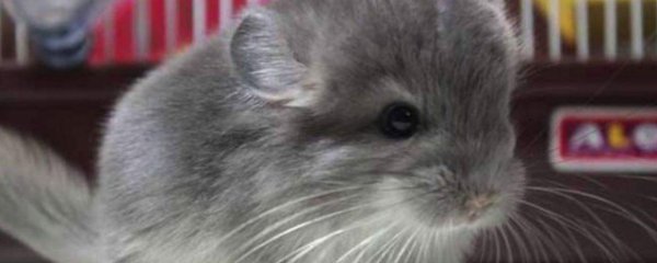 龙猫掉毛严重怎么办