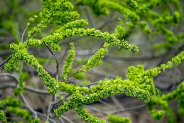 坟头长树有什么说法吗