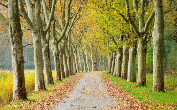 坟头长树有什么说法吗