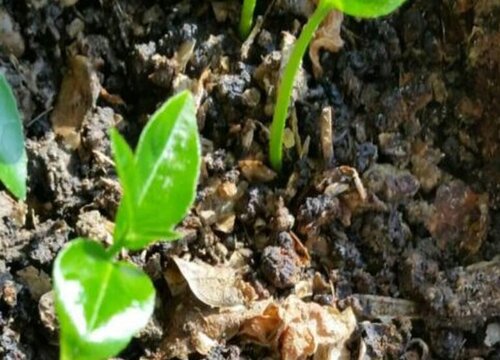 柚子怎么发芽快