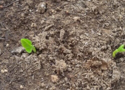 柚子怎么发芽快