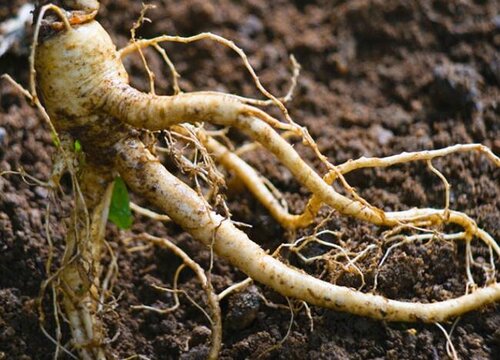 西洋参越大越好还是越小越好