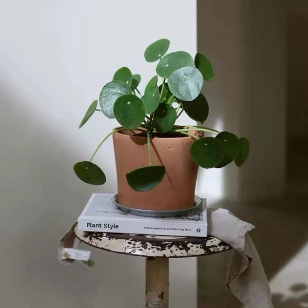 镜面草的风水作用